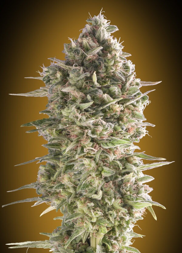 00 Seeds do si dos cookies Samen