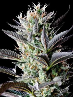 Spliff Seeds Dutch Blue Auto 5 Stk feminisiert Spliff Seeds Dutch Blue Auto 5 Stk feminisiert
