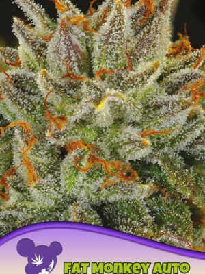 Anesia Seeds fat monkey auto Samen