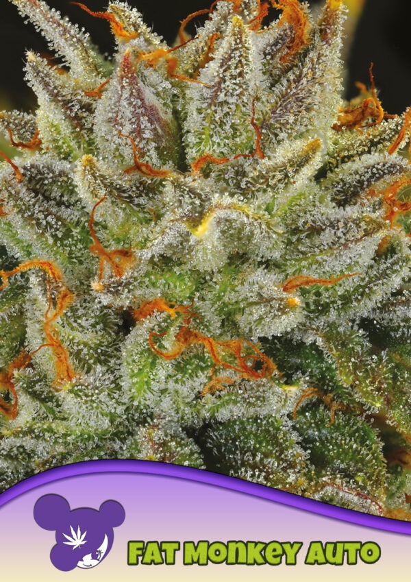 Anesia Seeds fat monkey auto Samen