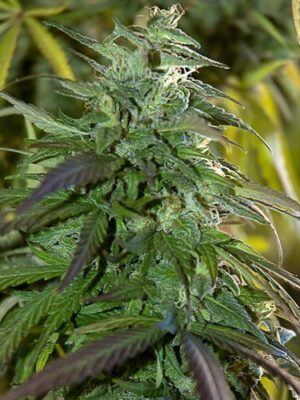 Spliff Seeds Fast Bud Outdoor 5 Stk feminisiert Spliff Seeds Fast Bud Outdoor 5 Stk feminisiert