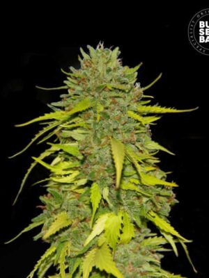 Bulk Seeds Bank AK 10 Stk feminisiert