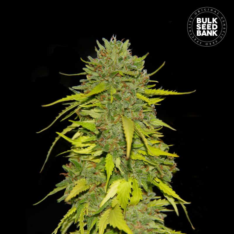 Bulk Seed Bank Bulk Seeds Bank AK