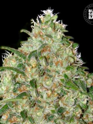 Bulk Seeds Bank Amnesia Platinum 10 Stk feminisiert