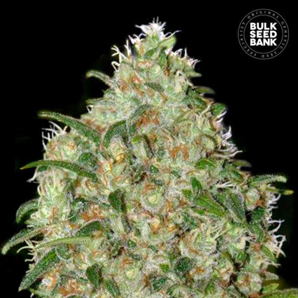 Bulk Seeds Bank Amnesia Platinum 10 Stk feminisiert