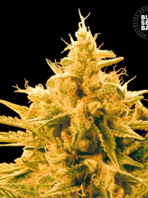 Bulk Seeds Bank Ananas Funk 10 Stk feminisiert