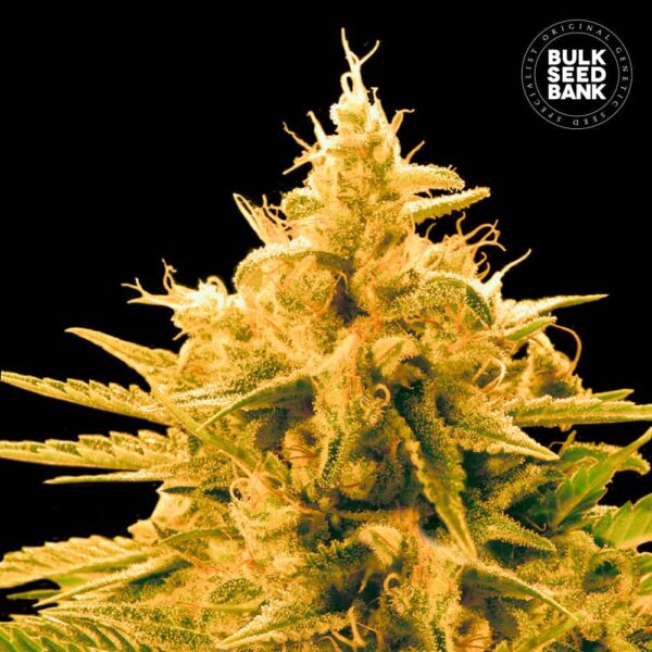 Bulk Seeds Bank Ananas Funk 10 Stk feminisiert