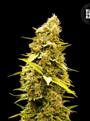 Bulk Seeds Bank Banana Monkey 5 Stk feminisiert Bulk Seeds Bank Banana Monkey 10 Stk feminisiert