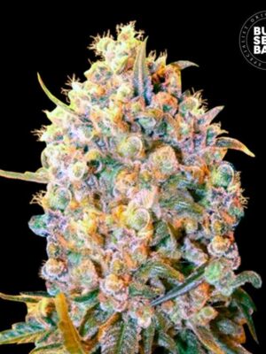 Bulk Seeds Bank Bigger Bud 5 Stk feminisiert Bulk Seeds Bank Bigger Bud 10 Stk feminisiert