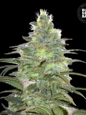 Bulk Seeds Bank Blueberry Berry 5 Stk feminisiert Bulk Seeds Bank Blueberry Berry 10 Stk feminisiert