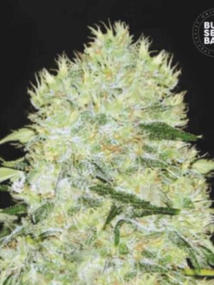 Bulk Seeds Bank Bubblegum Extra 5 Stk feminisiert Bulk Seeds Bank Bubblegum Extra 10 Stk feminisiert