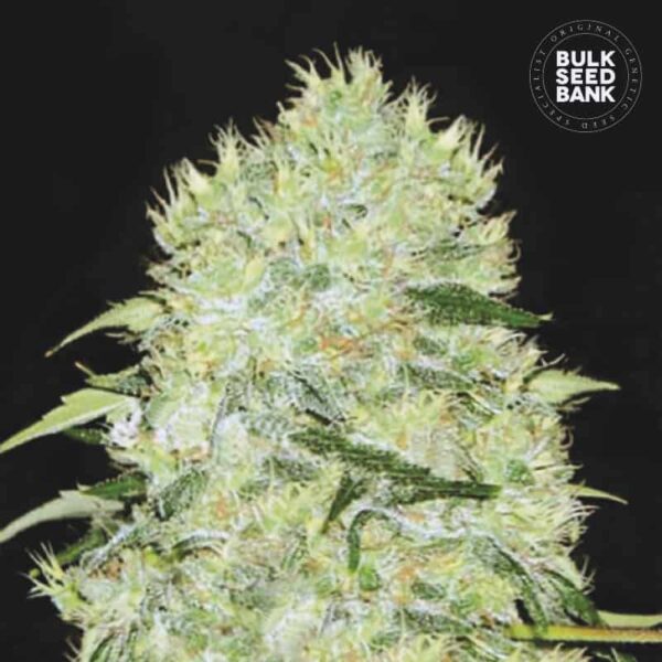 Bulk Seeds Bank Bubblegum Extra 10 Stk feminisiert