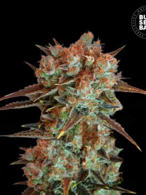 Bulk Seeds Bank Caramel King 5 Stk feminisiert Bulk Seeds Bank Caramel King 10 Stk feminisiert