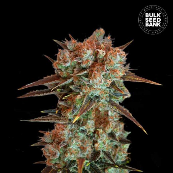 Bulk Seeds Bank Caramel King 5 Stk feminisiert Bulk Seeds Bank Caramel King 10 Stk feminisiert
