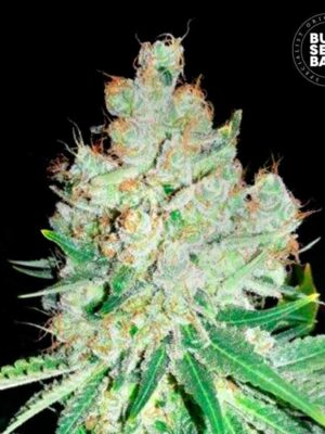 Bulk Seeds Bank Cheese 10 Stk feminisiert