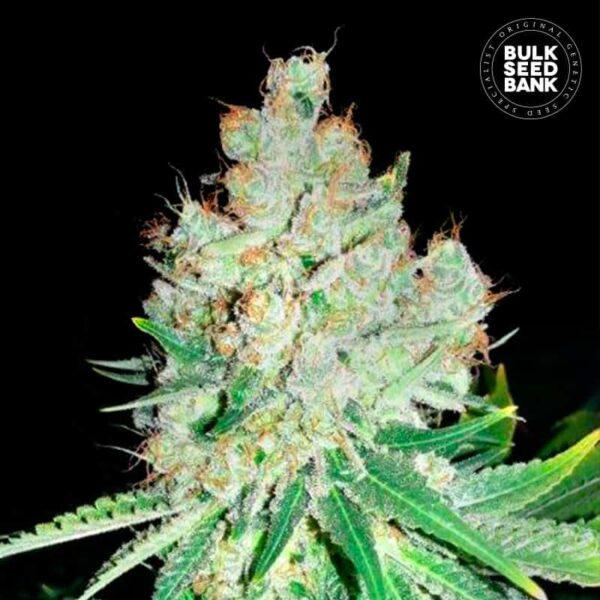 Bulk Seeds Bank Cheese 10 Stk feminisiert