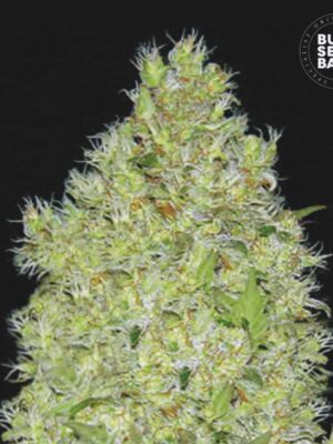 Bulk Seeds Bank Chronical 10 Stk feminisiert