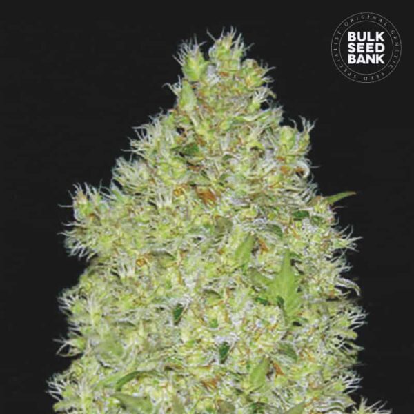 Bulk Seeds Bank Chronical 10 Stk feminisiert