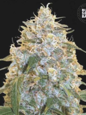 Bulk Seeds Bank Cocopopo 10 Stk feminisiert