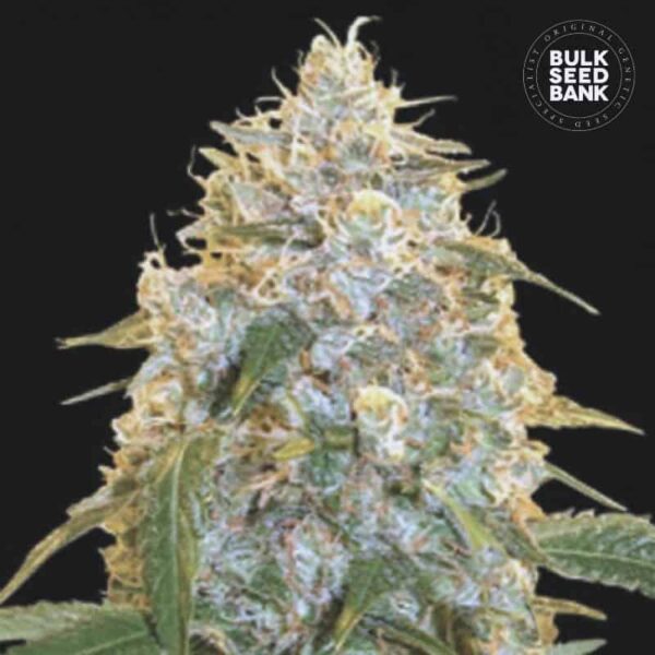 Bulk Seeds Bank Cocopopo 10 Stk feminisiert