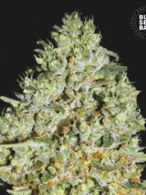 Bulk Seeds Bank Critical 10 Stk feminisiert
