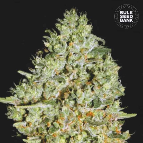 Bulk Seeds Bank Critical 10 Stk feminisiert