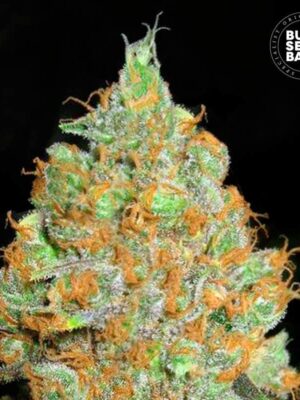 Bulk Seeds Bank Critical Mass 10 Stk feminisiert