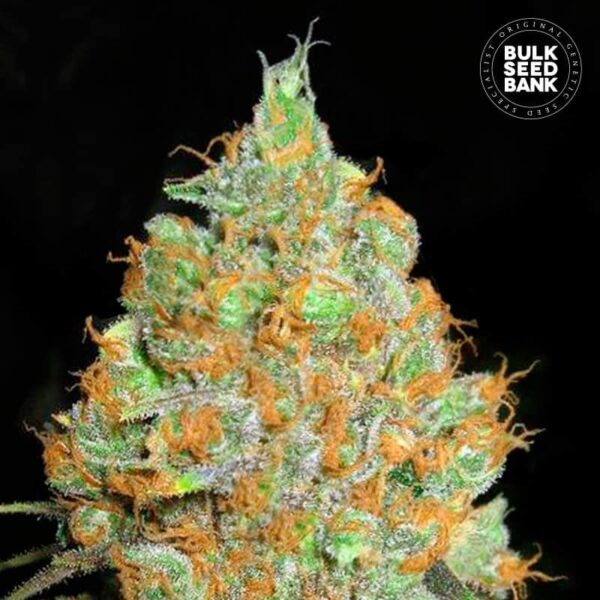 Bulk Seeds Bank Critical Mass 10 Stk feminisiert