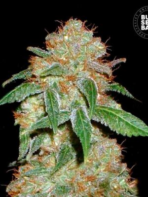 Bulk Seeds Bank Dark Domina 10 Stk feminisiert