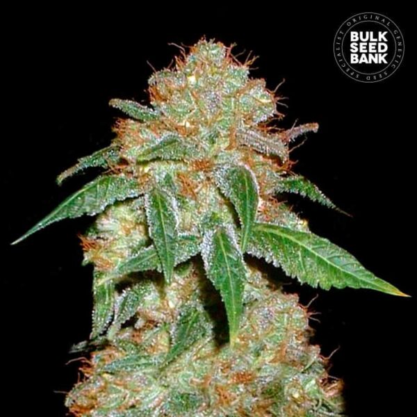 Bulk Seeds Bank Dark Domina 10 Stk feminisiert