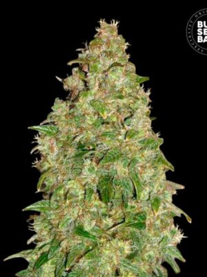 Bulk Seeds Bank Dubai Poison 10 Stk feminisiert