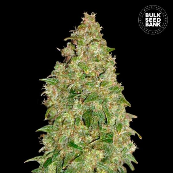 Bulk Seeds Bank Dubai Poison 10 Stk feminisiert