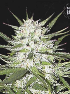 Bulk Seeds Bank Early Top Skunk 5 Stk feminisiert Bulk Seeds Bank Early Top Skunk 10 Stk feminisiert