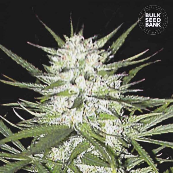Bulk Seeds Bank Early Top Skunk 10 Stk feminisiert