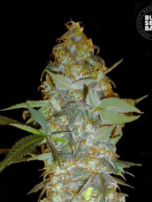 Bulk Seeds Bank Euforia Special 5 Stk feminisiert Bulk Seeds Bank Euforia Special 10 Stk feminisiert