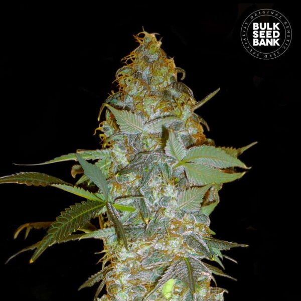 Bulk Seeds Bank Euforia Special 10 Stk feminisiert