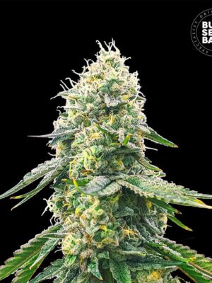 Bulk Seeds Bank Gelato Samba 5 Stk feminisiert Bulk Seeds Bank Gelato Samba 10 Stk feminisiert