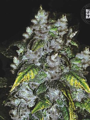 Bulk Seeds Bank Good Wild Shark 5 Stk feminisiert Bulk Seeds Bank Good Wild Shark 10 Stk feminisiert