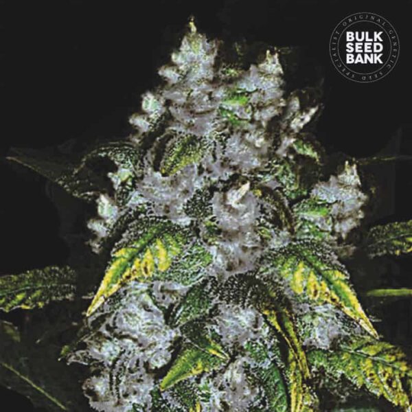 Bulk Seeds Bank Good Wild Shark 10 Stk feminisiert