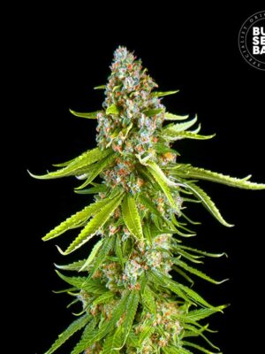 Bulk Seeds Bank Grande Crack 5 Stk feminisiert Bulk Seeds Bank Grande Crack 10 Stk feminisiert