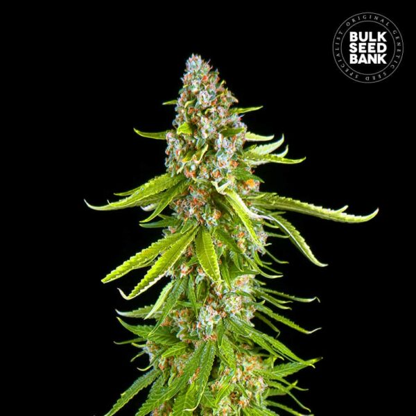 Bulk Seeds Bank Grande Crack 10 Stk feminisiert
