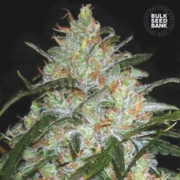 Bulk Seeds Bank Grapefruit 10 Stk feminisiert
