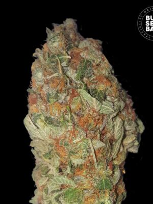 Bulk Seeds Bank Green Candy 5 Stk feminisiert Bulk Seeds Bank Green Candy 10 Stk feminisiert