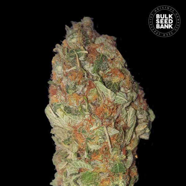 Bulk Seeds Bank Green Candy 10 Stk feminisiert