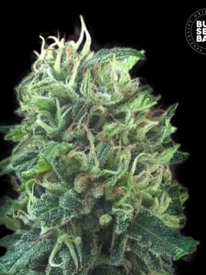 Bulk Seeds Bank Green Scout Cookies 5 Stk feminisiert Bulk Seeds Bank Green Scout Cookies 10 Stk feminisiert