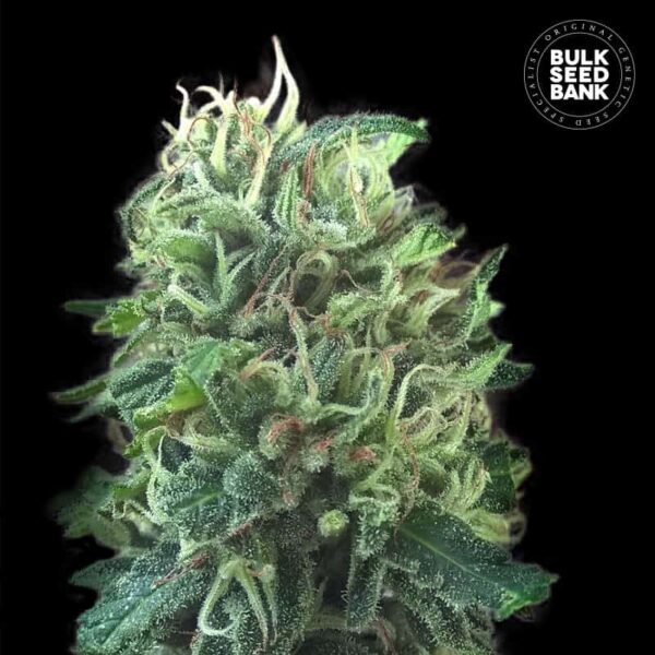 Bulk Seeds Bank Green Scout Cookies 10 Stk feminisiert
