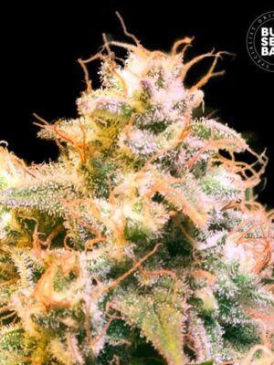 Bulk Seeds Bank Guerilla Glue 10 Stk feminisiert