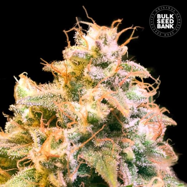 Bulk Seeds Bank Guerilla Glue 10 Stk feminisiert