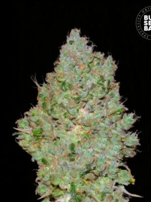 Bulk Seeds Bank Jack Hair 10 Stk feminisiert