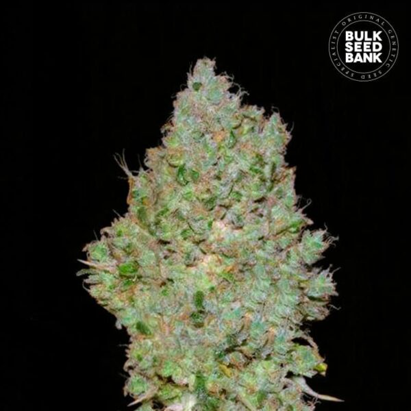 Bulk Seeds Bank Jack Hair 10 Stk feminisiert